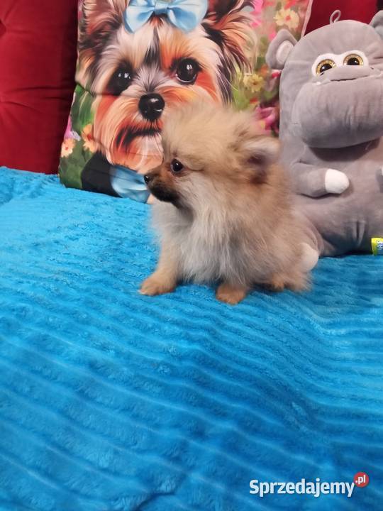 Suczka Szpic miniaturowy malusieńka Brodnica