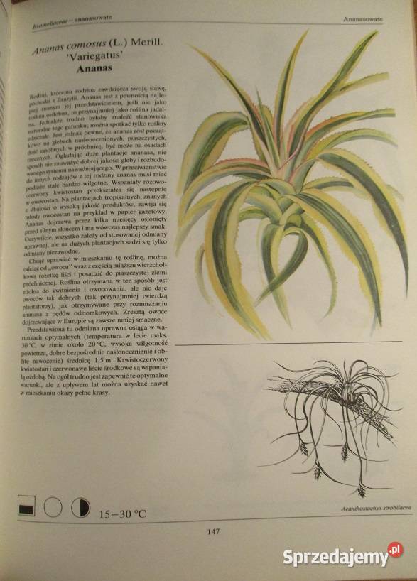 Mieszkanie w kwiatachmoje hobbykwiatyogród Łódź sprzedam