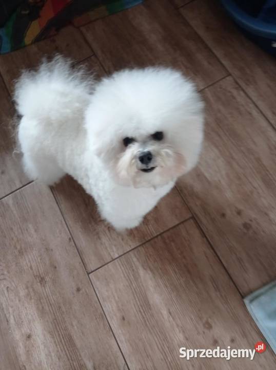 Szczenię Bichon Frise Pozostałe Bielkówko