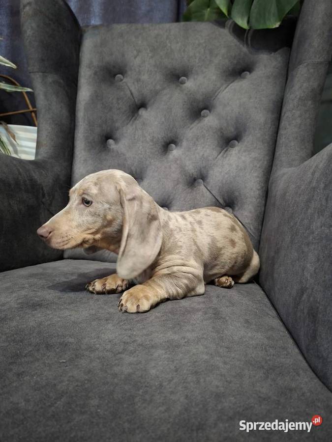 Jamnik lilac merle mazowieckie