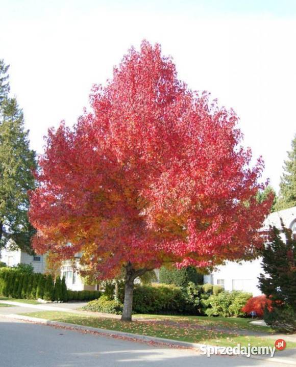 P9 AMBROWIEC BALSAMICZNY MIODODAJNY Miedźna