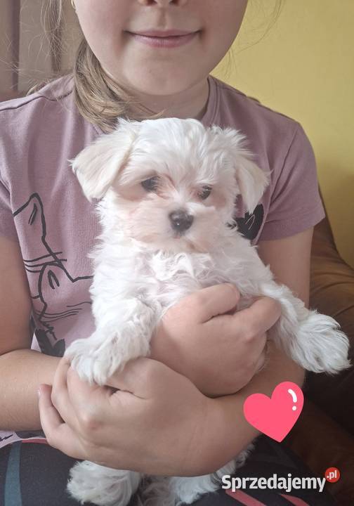 Piesek Maltańczyk z rodowodem FCI Chełm