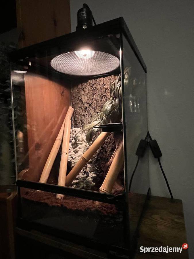 Terrarium z gekonami płaczącymi mazowieckie Warszawa
