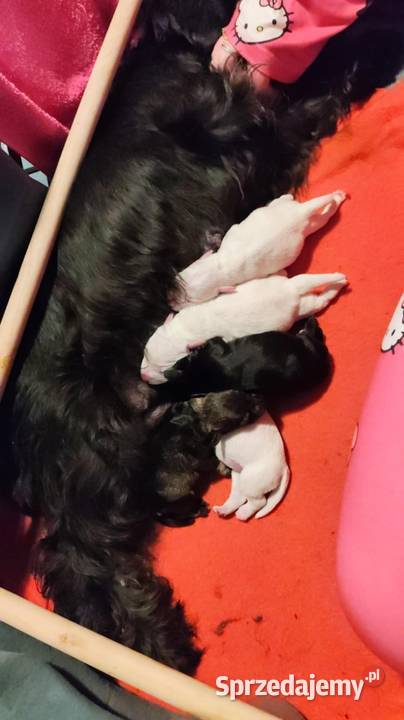 Sznaucerki szukają nowego domu Poznań