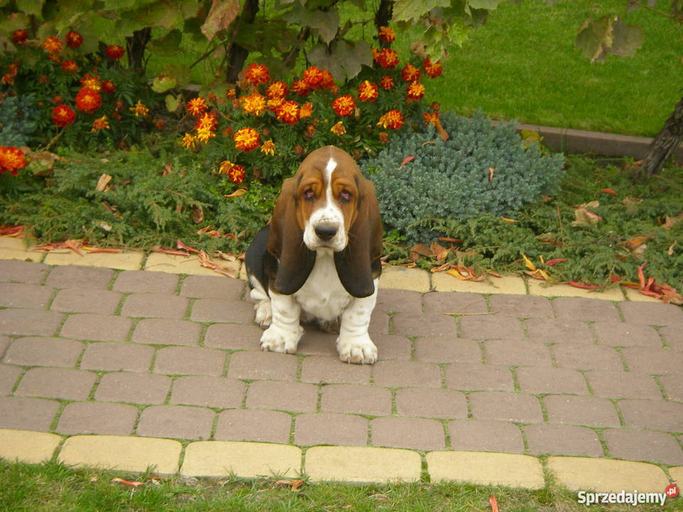 Basset Hound SZCZENIĘTA Z ELITARNYM RODOWODEM kujawsko-pomorskie Radziejów