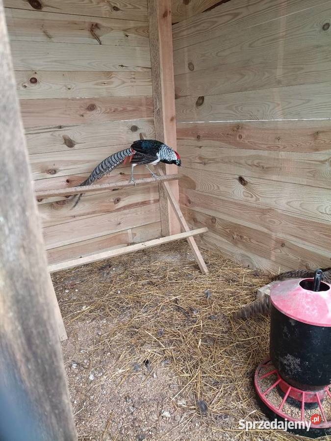 Bażant diamentowy samiec i dwie samice Lwówek