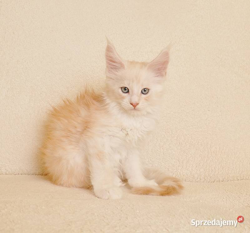 Przepiękny kocurek Maine Coon LEGALNA HODOWLA Białystok sprzedam