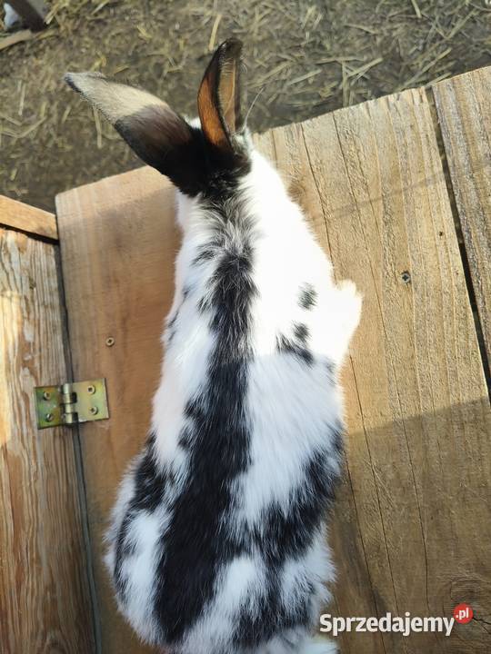 Krolki młode Lublin