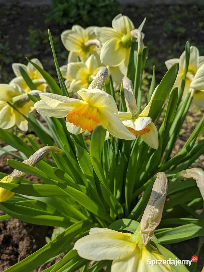 Żonkil Narcyz Biały Sadzonka MIX