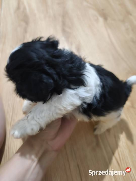 Szczeniak Shih Tzu dolnośląskie Oleśnica sprzedam