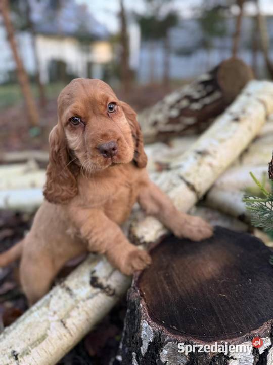 Cudowny piesek Cocker Spaniel Angielski z Kraków sprzedam