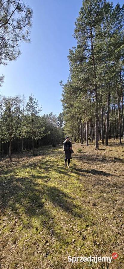 Sprzedam las mieszany Huta