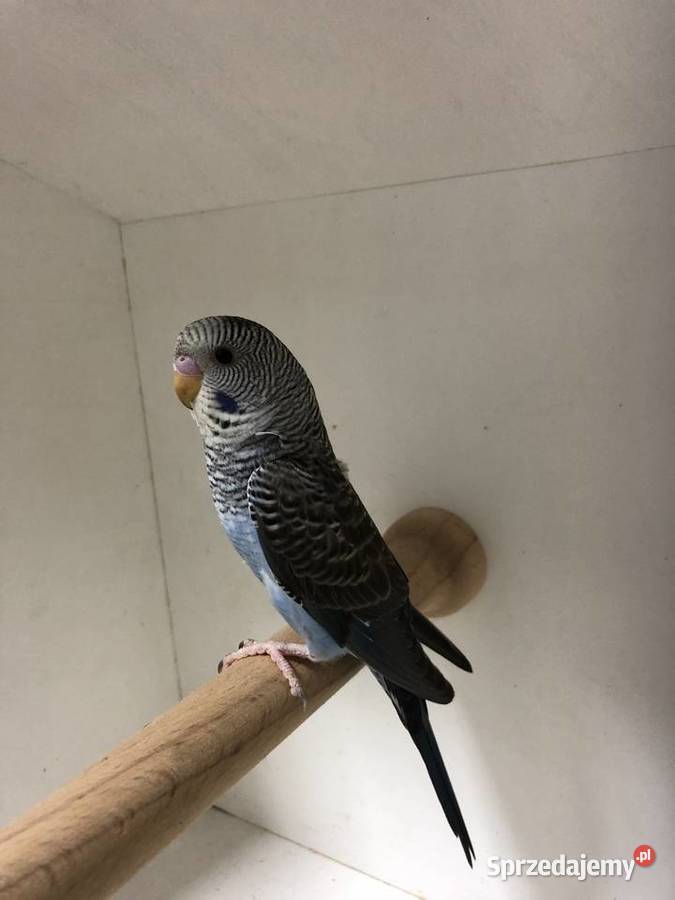Papugi Faliste BlackWingSzpalt na BW Jedlicze