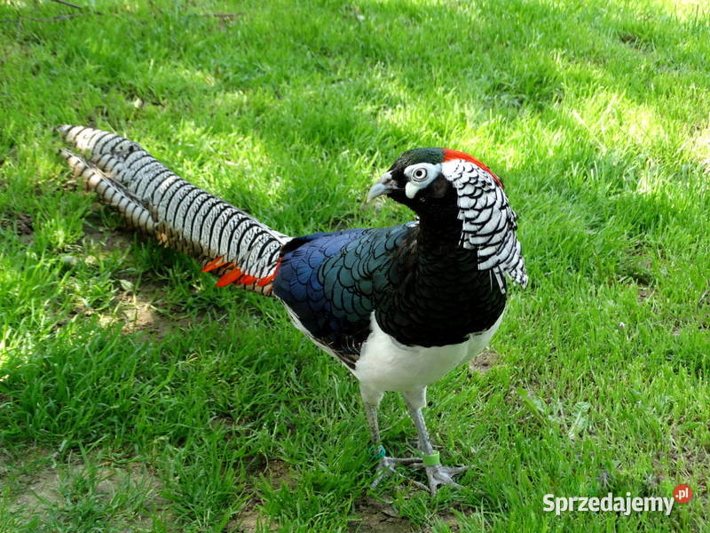 Sprzedam Bażanty Diamentowe Bażant z 2025 Samce Gostyń