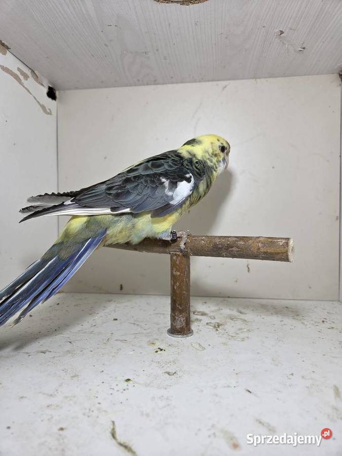 Rozella królewska samica