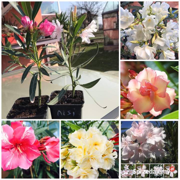 Pleander Provence Łososiowy pachnący pełny Skawina sprzedam