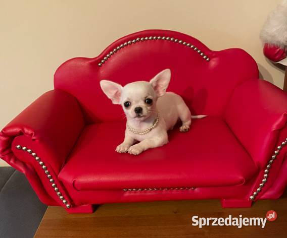 Chihuahua śliczny biały piesek śląskie Częstochowa