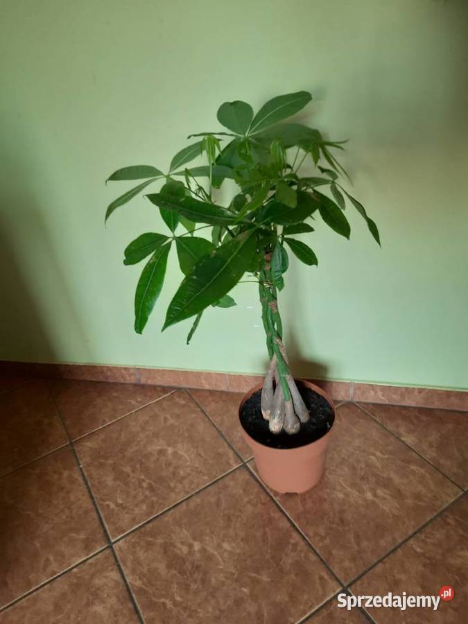Pachira wodna zwana też drzewkiem pieniężnym h Morąg