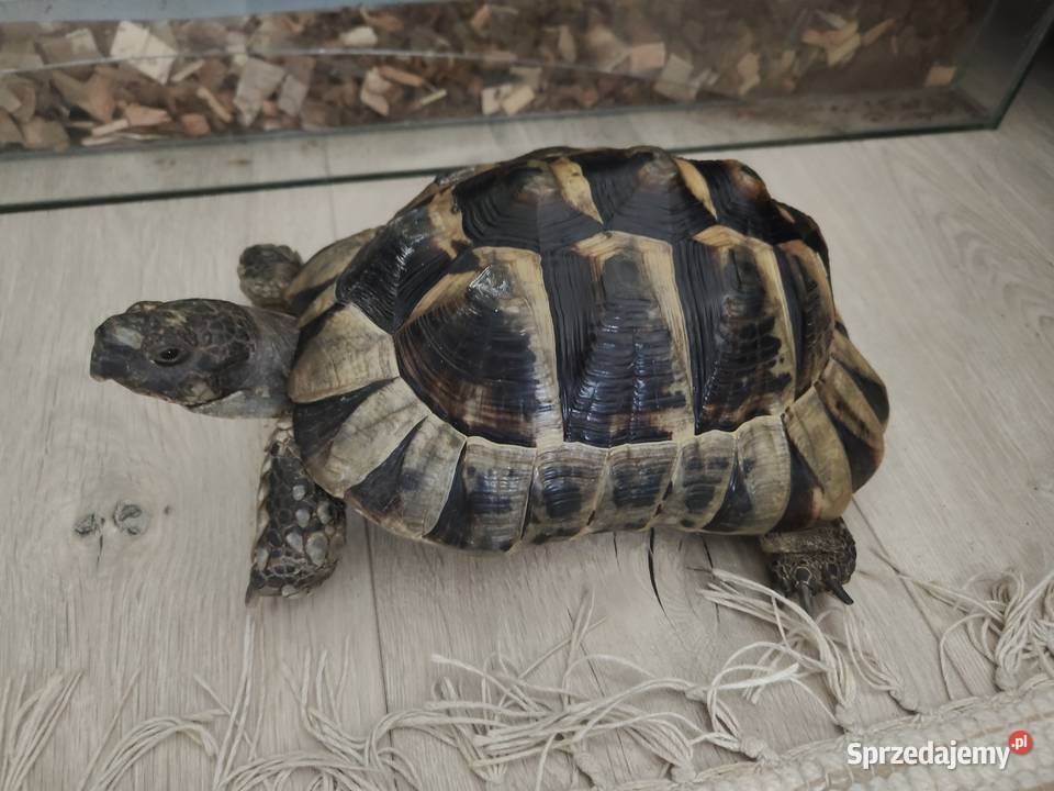 Sprzedam żółwia greckiego z terrarium i innymi mazowieckie Warszawa