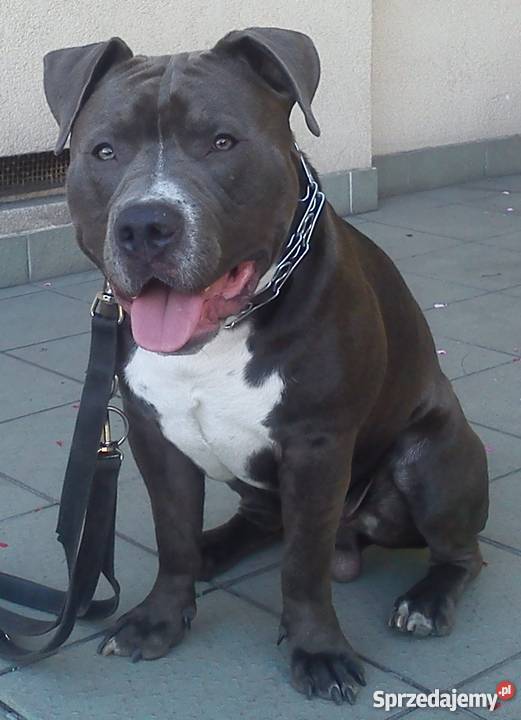 American Staffordshire Terrier BlueBłękitny Grudziądz sprzedam