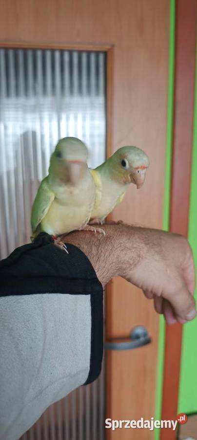 Rudosterki ręcznie karmione Tychy