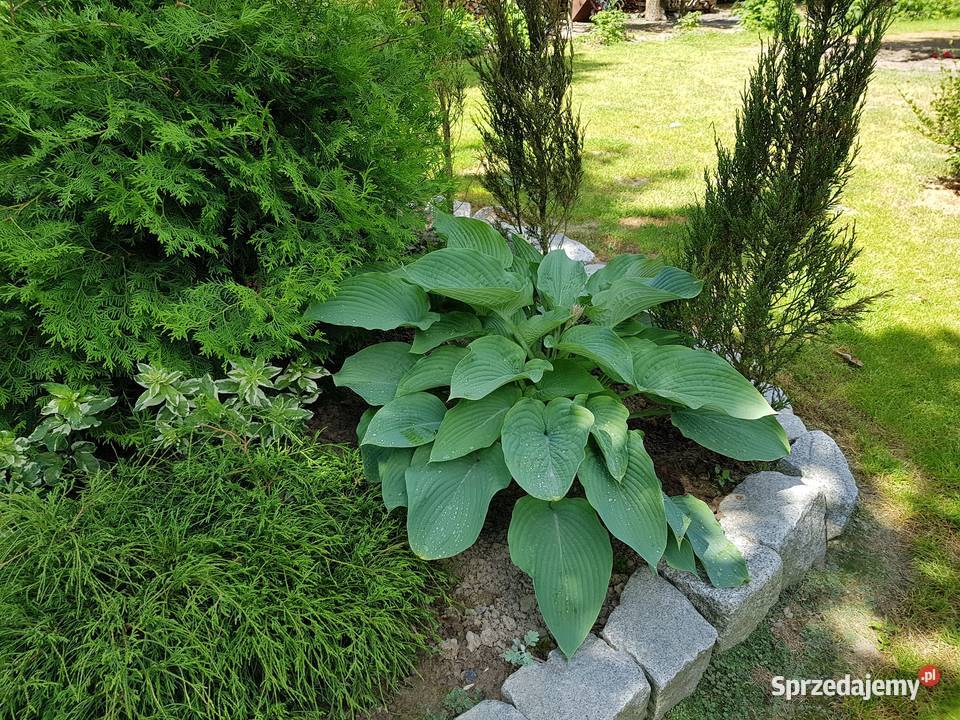 Hosta funkia niebiesko szara Lublin sprzedam