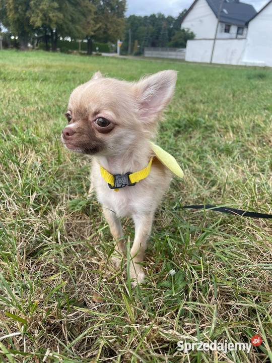 Chihuahua długowłosa suczka płowa piękna Chrząstowice