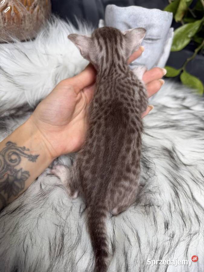 Czekoladowa samica Savannah F6 Kraków sprzedam