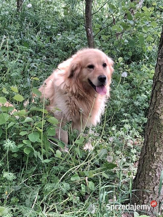 Szczenięta Golden Retriver Zwierzęta Limanowa sprzedam