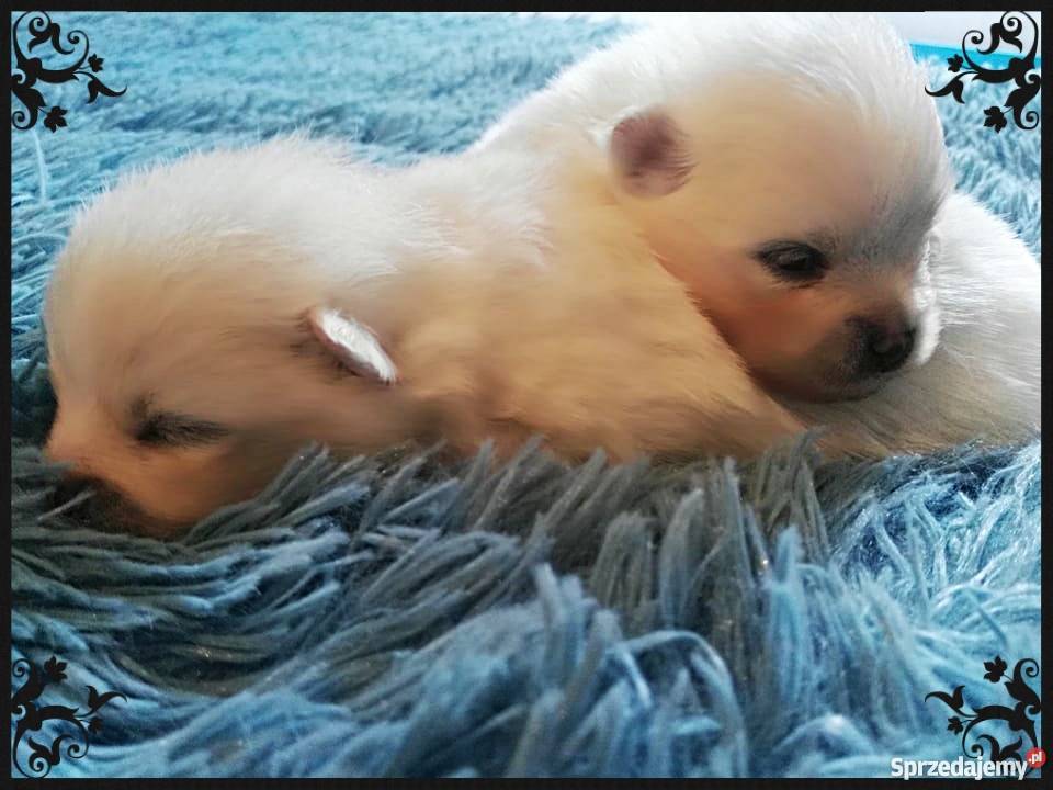 Luxusowe Pieski Boo Pomeranian DO REZERWACJI Psy Namysłów sprzedam