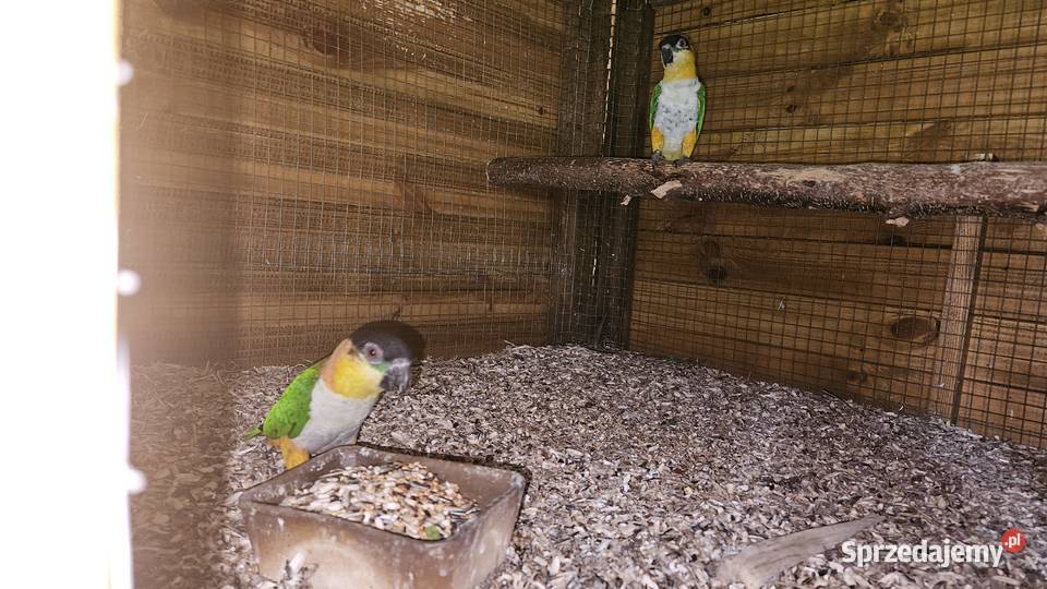 Barwinki czarnogłowe pary Barwinka Świerklany