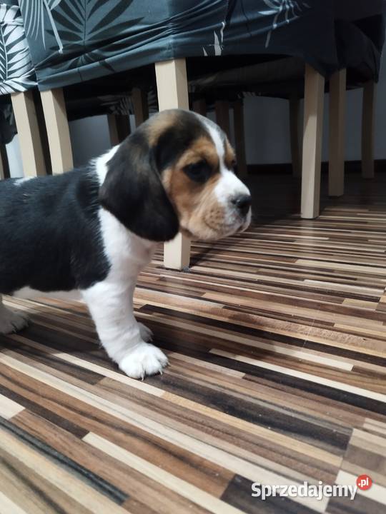Szczenięta rasy Beagle rodowodowe profil DNA kujawsko-pomorskie Włocławek