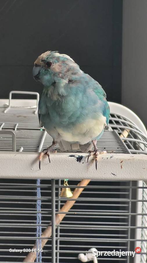 Ptak papuga kozia modrolotka niebieska Sosnowiec