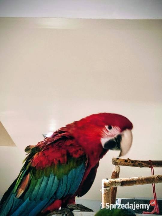 Ara Chloroptera małopolskie sprzedam
