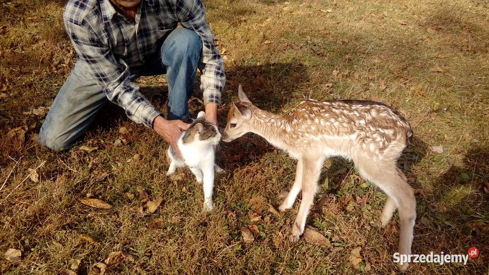 Daniele małopolskie Siemiechów
