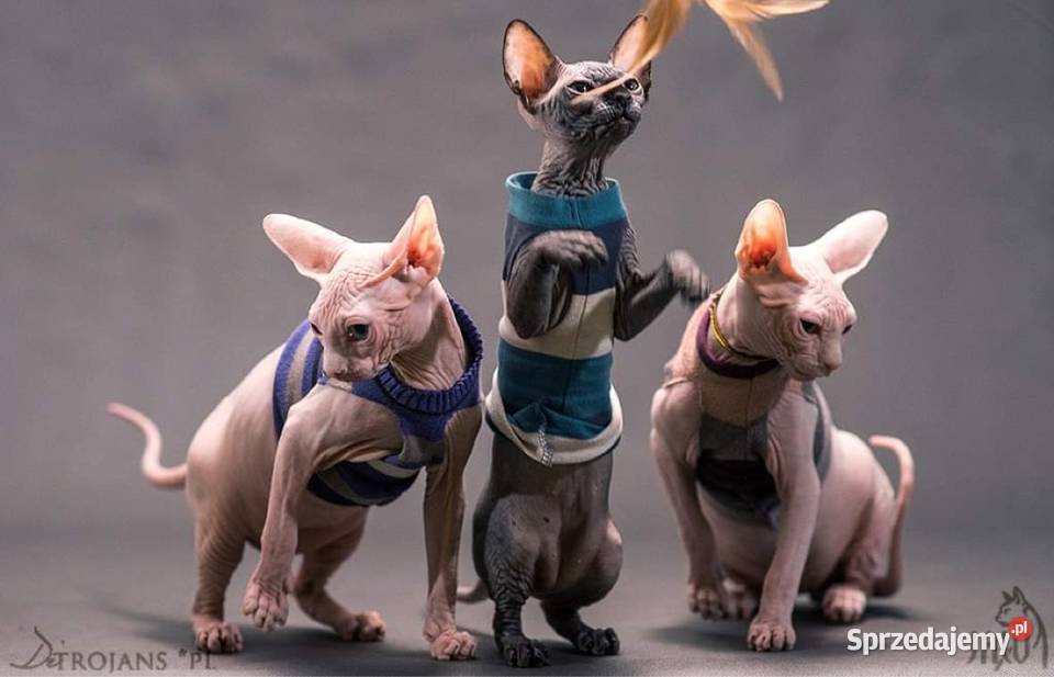 Pilna adopcja Kocurka Dostępny już kastracji Warszawa sprzedam