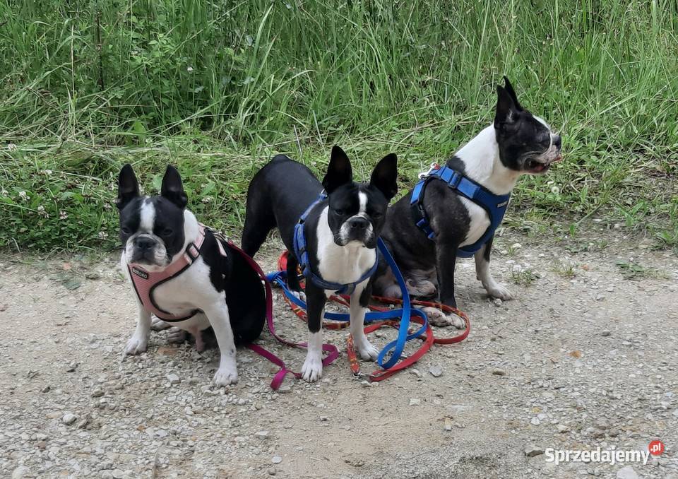 Boston Terrier ZKwPFCI Tomaszów Mazowiecki sprzedam