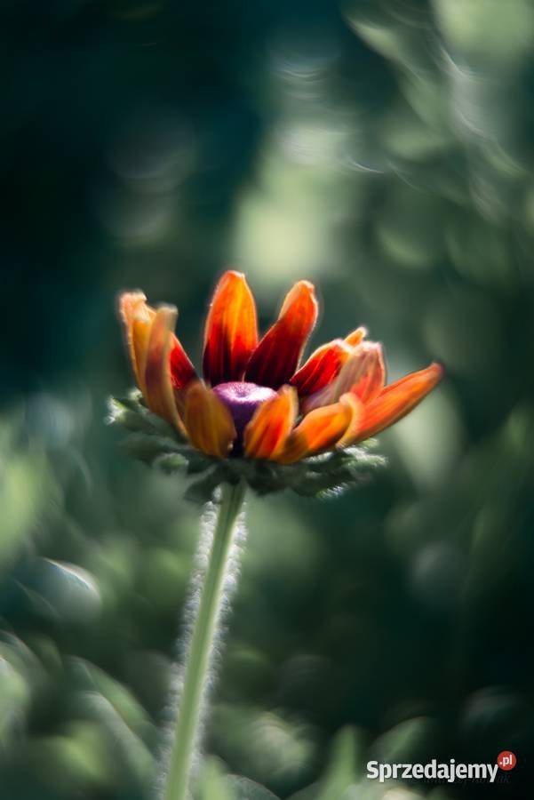 Helios 44M4 Swirly Bokeh ala Petzval Trioplan sprzedam