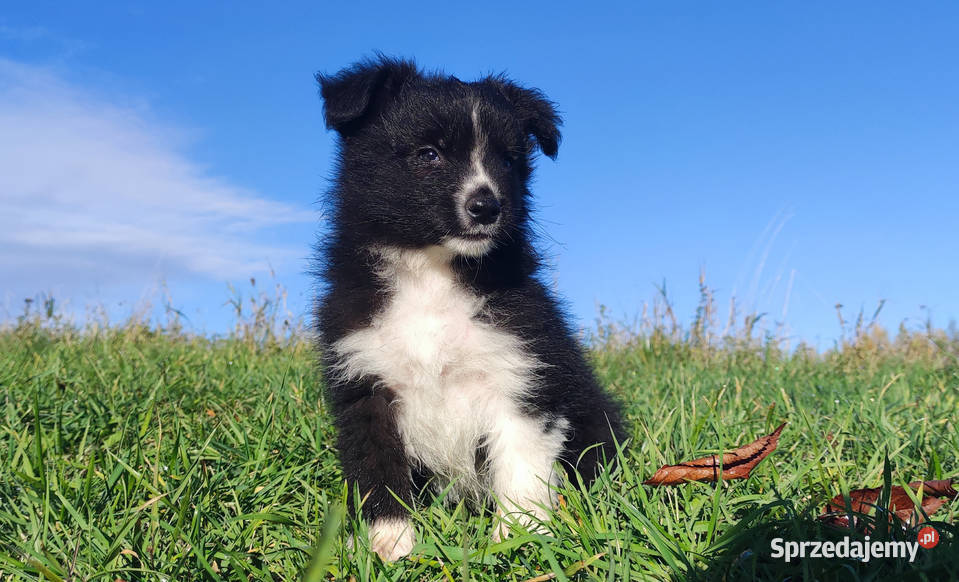 Cudny Pies GROSZEK BORDER COLLIE z pełną dok Iwonicz