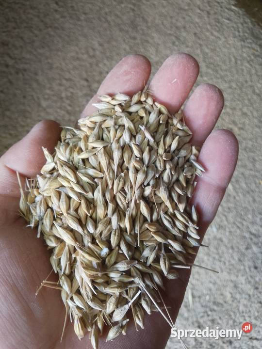 Jęczmień ozimy Stasin