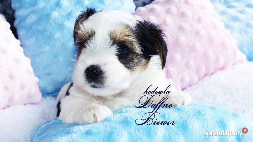 York Biewer Yorkshire Terrier Tychy