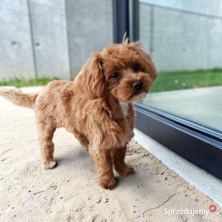 Suczka Maltipoo sprzedam