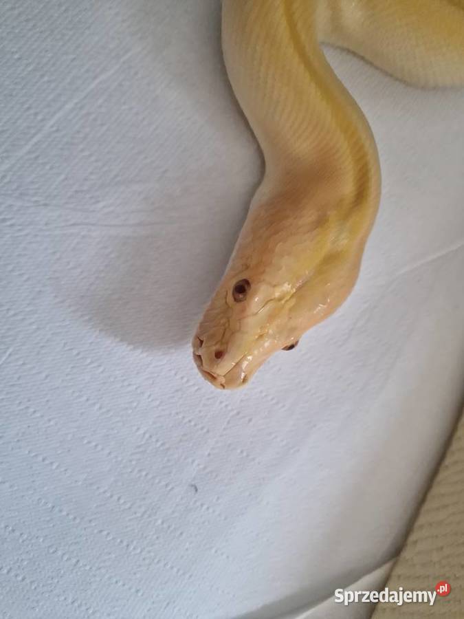 Pyton birmański pyton tygrysi samica Wrocław sprzedam