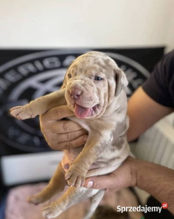 AMERICAN BULLY XL PREMIUM Pozostałe Warszawa