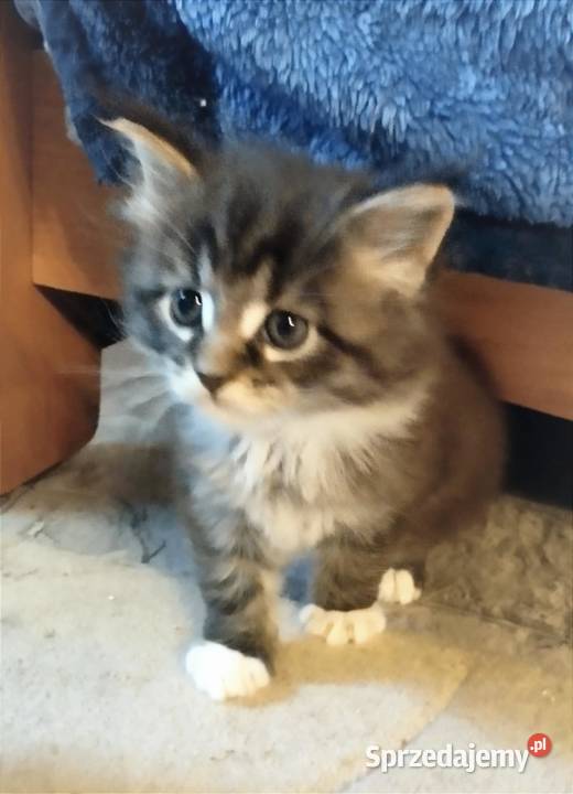 Piorun to śliczny kotek rasy Maine Coon Maine Coon Zielona Góra
