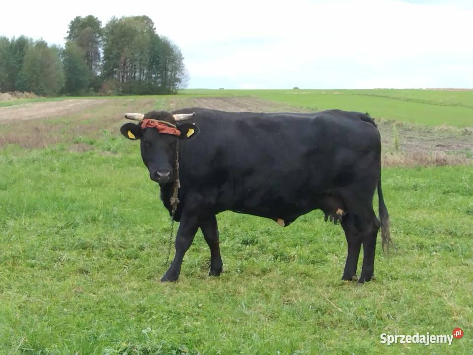 Sprzedam Krowę Piotrków Trybunalski