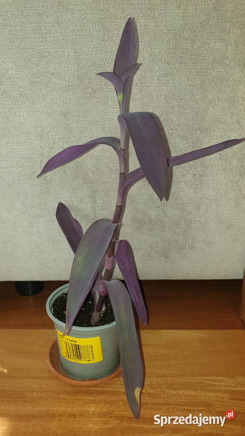 Trzykrotka setkrezja purpurowa na balkon i do Warszawa