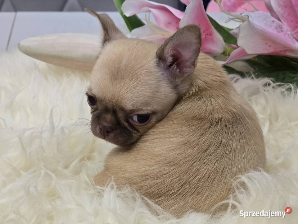 Chihuahua Biszkoptowy XXS Bielsko-Biała sprzedam