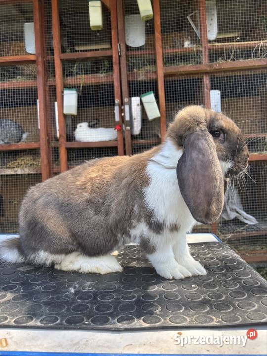 Francuski Baran madagaskarowy srokacz z mazowieckie Kołaczków sprzedam