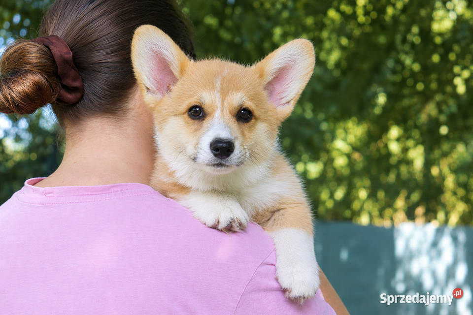 Welsh Corgi Pembroke Chłopak Pozostałe Kraków